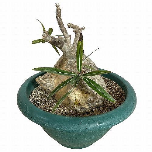 塊根植物 コーデックス 訳あり パキポディウム ロスラツム グラキリス