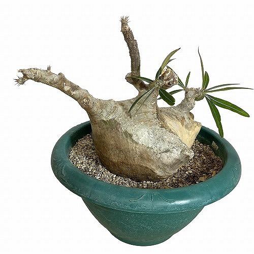 塊根植物 コーデックス 訳あり パキポディウム ロスラツム グラキリス