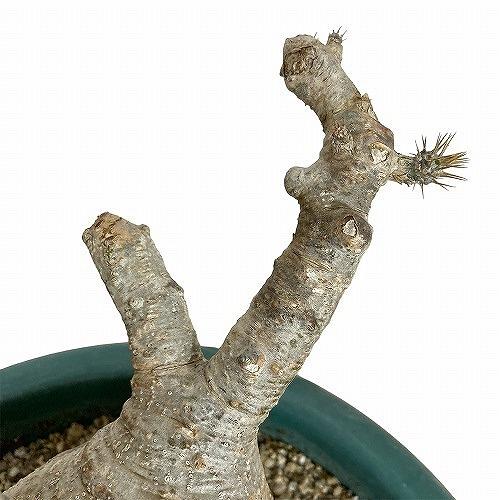 塊根植物 コーデックス 訳あり パキポディウム ロスラツム