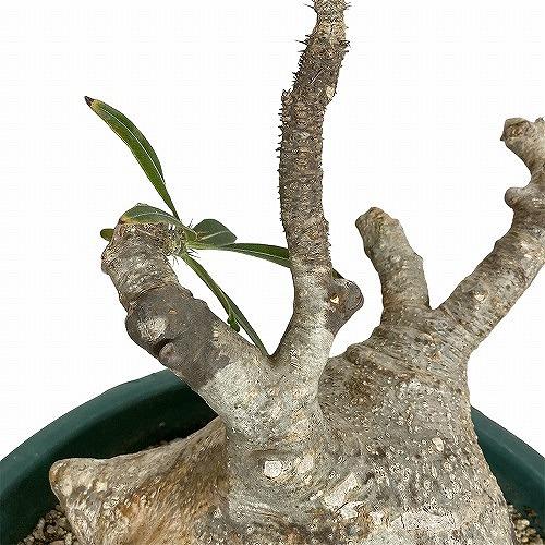 塊根植物 コーデックス 訳あり パキポディウム ロスラツム グラキリス
