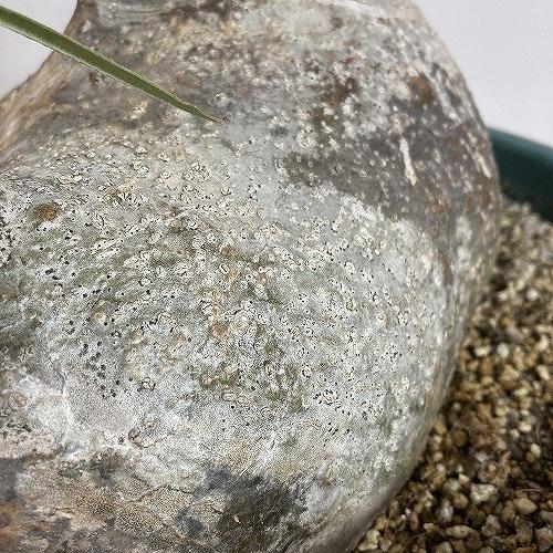 塊根植物 コーデックス 訳あり パキポディウム ロスラツム グラキリス