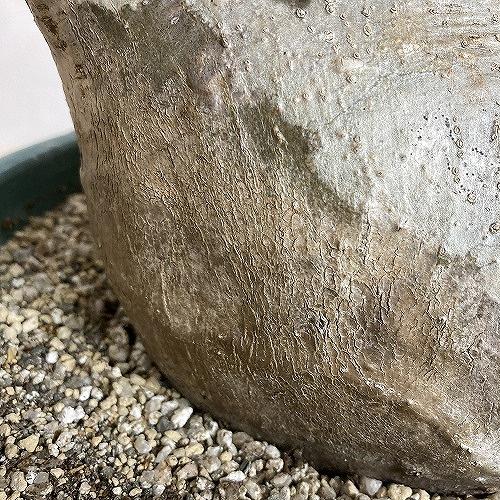 塊根植物 コーデックス 訳あり パキポディウム ロスラツム グラキリス