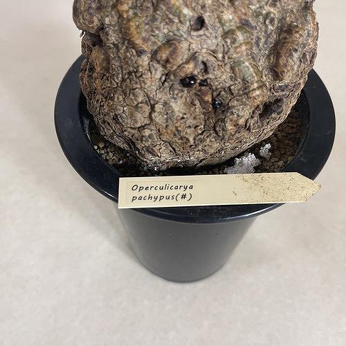 塊根植物 オペルクリカリア パキプス 4.5号ロング黒鉢(現品 塊根植物 オペルクリカリア パキプス 4.5号ロング黒鉢(現品