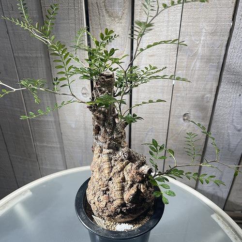 塊根植物 オペルクリカリア パキプス 4.5号ロング黒鉢(現品 塊根植物 オペルクリカリア パキプス 4.5号ロング黒鉢(現品