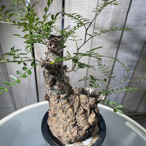 塊根植物 オペルクリカリア パキプス 4.5号ロング黒鉢(現品 塊根植物 オペルクリカリア パキプス 4.5号ロング黒鉢(現品