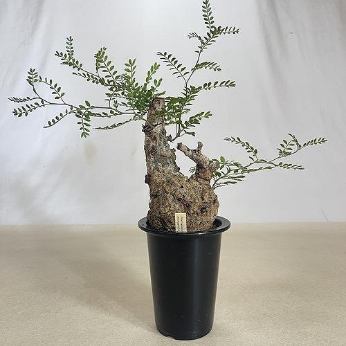 塊根植物 オペルクリカリア パキプス 4.5号ロング黒鉢(現品 塊根植物 オペルクリカリア パキプス 4.5号ロング黒鉢(現品