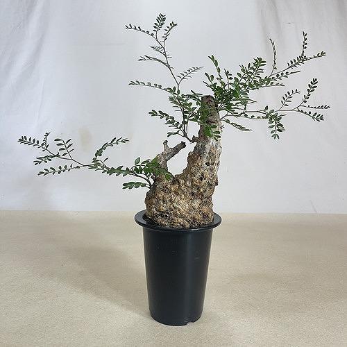 塊根植物 オペルクリカリア パキプス 4.5号ロング黒鉢(現品 塊根植物 オペルクリカリア パキプス 4.5号ロング黒鉢(現品