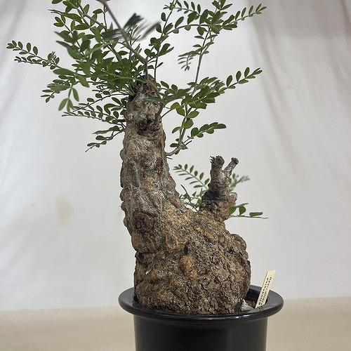 塊根植物 オペルクリカリア パキプス 4.5号ロング黒鉢(現品 塊根植物 オペルクリカリア パキプス 4.5号ロング黒鉢(現品