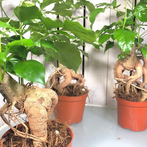 観葉植物 インテリア 室内園芸 カッコイイ 素材 ヘテロパナックス フレグランス ４号 5013 Leafs ヤフー店 通販 Yahoo ショッピング