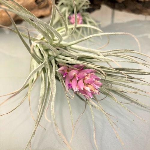 インテリア 観葉植物 オシャレ 室内で育てやすい チランジア エアプランツ コットンキャンディー Leafs ヤフー店 通販 Yahoo ショッピング