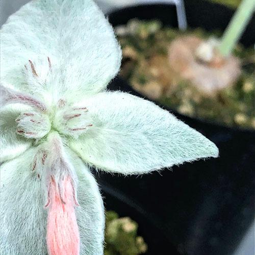 インテリア 観葉植物 かわいい 珍しい マニア 断崖の女王 シンニンギア レウコトリカ ３号 Leafs ヤフー店 通販 Yahoo ショッピング