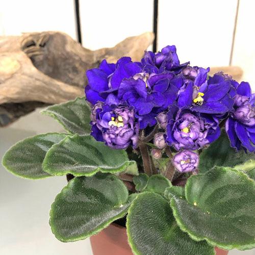 インテリア 室内で育てる花 かわいい マニア 素材 セントポーリア アルベール ３ ５号 5014 Leafs ヤフー店 通販 Yahoo ショッピング