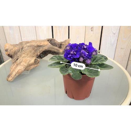 インテリア 室内で育てる花 かわいい マニア 素材 セントポーリア アルベール ３ ５号 5014 Leafs ヤフー店 通販 Yahoo ショッピング