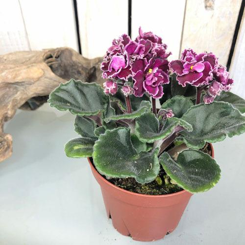 インテリア 室内で育てる花 かわいい マニア 素材 セントポーリア アナンダ ３ ５号 Leafs ヤフー店 通販 Yahoo ショッピング