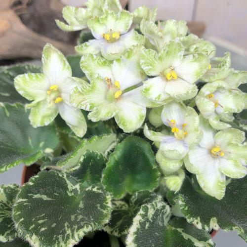 インテリア 室内で育てる花 かわいい マニア 素材 セントポーリア フローズンインタイム ３ ５号 Leafs ヤフー店 通販 Yahoo ショッピング