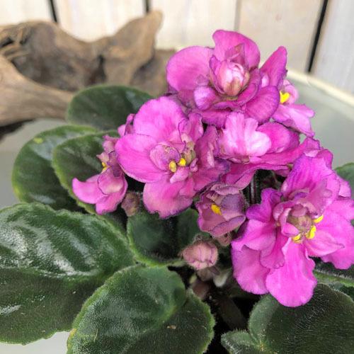 インテリア 室内で育てる花 かわいい マニア 素材 セントポーリア カロリーヌ ３ ５号 Leafs ヤフー店 通販 Yahoo ショッピング