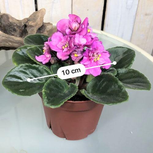 インテリア 室内で育てる花 かわいい マニア 素材 セントポーリア カロリーヌ ３ ５号 Leafs ヤフー店 通販 Yahoo ショッピング