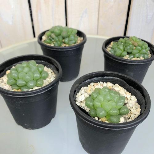 ハオルチア オブツーサ 3号(YO)　ハオルシア ハウォルチア インテリア 多肉植物 初心者 育てやすい かわいい 可愛い オシャレ |  | 01