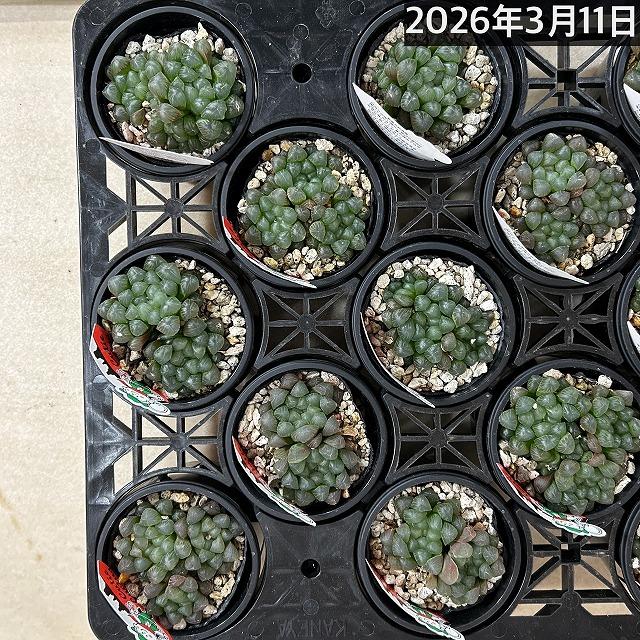 ハオルチア オブツーサ YO(窓大きめ) 3号鉢　ハオルシア ハウォルチア インテリア 多肉植物 初心者 育てやすい 可愛い オシャレ |  | 10
