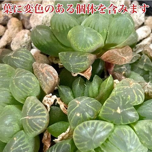 ハオルチア オブツーサ 3号(YO)　ハオルシア ハウォルチア インテリア 多肉植物 初心者 育てやすい かわいい 可愛い オシャレ |  | 04
