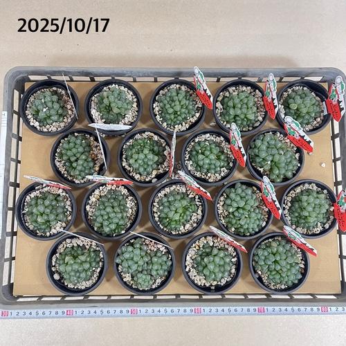 ハオルチア オブツーサ 3号(YO)　ハオルシア ハウォルチア インテリア 多肉植物 初心者 育てやすい かわいい 可愛い オシャレ |  | 05