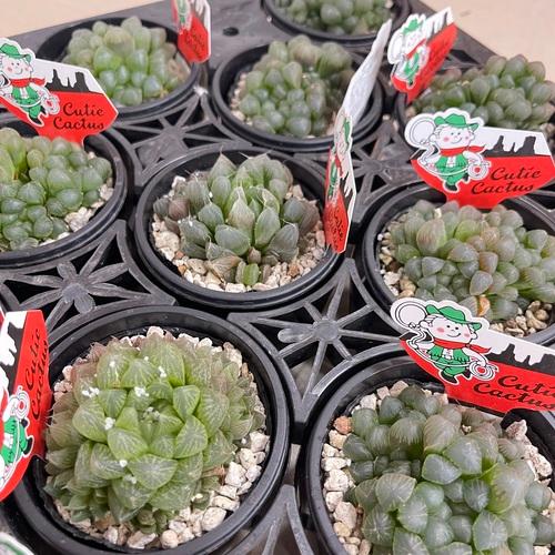 ハオルチア オブツーサ 3号(YO)　ハオルシア ハウォルチア インテリア 多肉植物 初心者 育てやすい かわいい 可愛い オシャレ |  | 08