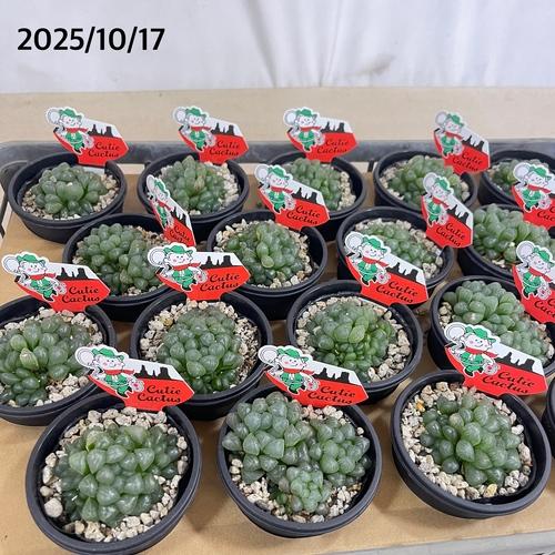 ハオルチア オブツーサ 3号(YO)　ハオルシア ハウォルチア インテリア 多肉植物 初心者 育てやすい かわいい 可愛い オシャレ |  | 06