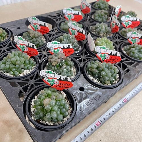 ハオルチア オブツーサ 3号(YO)　ハオルシア ハウォルチア インテリア 多肉植物 初心者 育てやすい かわいい 可愛い オシャレ |  | 07