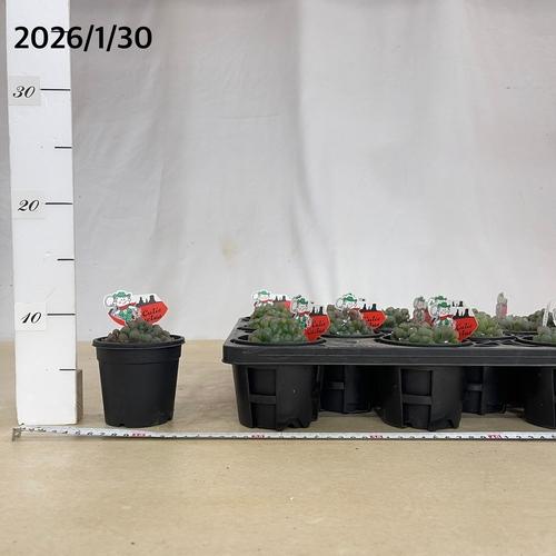 ハオルチア オブツーサ 3号(YO)　ハオルシア ハウォルチア インテリア 多肉植物 初心者 育てやすい かわいい 可愛い オシャレ |  | 05