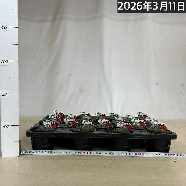 ハオルチア オブツーサ YO(窓大きめ) 3号鉢　ハオルシア ハウォルチア インテリア 多肉植物 初心者 育てやすい 可愛い オシャレ |  | 07