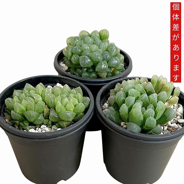 ハオルチア オブツーサ YO(窓大きめ) 3号鉢 ハオルシア ハウォルチア