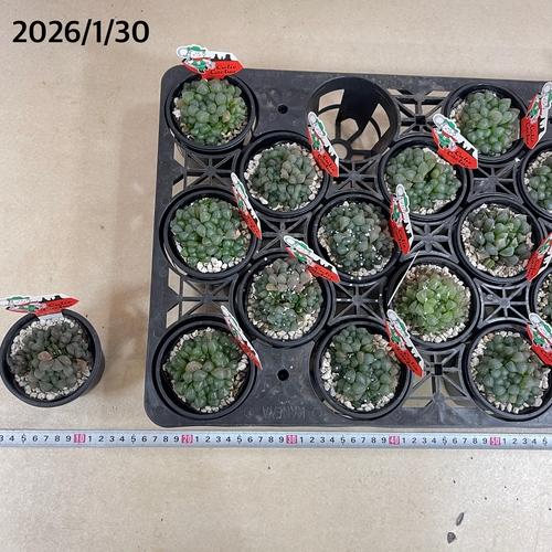 ハオルチア オブツーサ 3号(YO)　ハオルシア ハウォルチア インテリア 多肉植物 初心者 育てやすい かわいい 可愛い オシャレ |  | 06