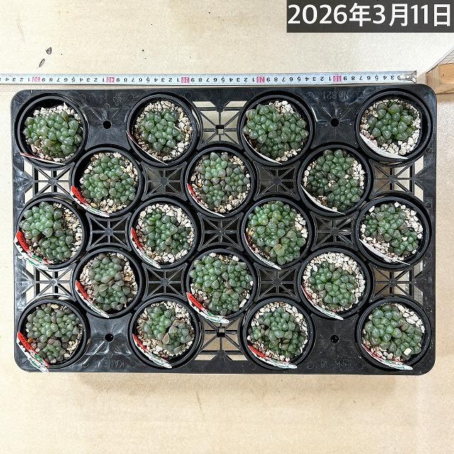 ハオルチア オブツーサ YO(窓大きめ) 3号鉢　ハオルシア ハウォルチア インテリア 多肉植物 初心者 育てやすい 可愛い オシャレ |  | 08