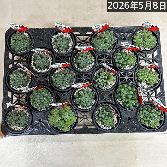 Top【選抜株】多肉植物　8043牡羊座 おひつじざ　10個　鉢無し/脱土 ハオルチア オブツーサ YO(窓大きめ) 3号鉢 ハオルシア ハウォルチア