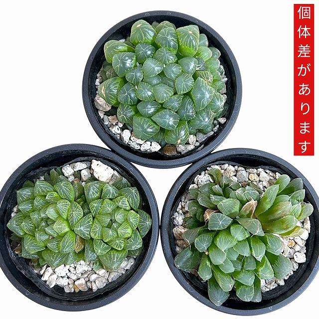 ハオルチア オブツーサ YO(窓大きめ) 3号鉢 ハオルシア ハウォルチア