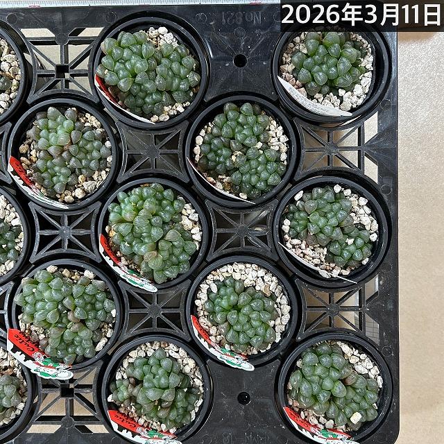 ハオルチア オブツーサ YO(窓大きめ) 3号鉢　ハオルシア ハウォルチア インテリア 多肉植物 初心者 育てやすい 可愛い オシャレ |  | 09