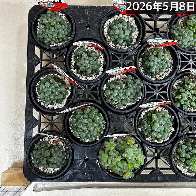 ハオルチア オブツーサ YO(窓大きめ) 3号鉢 ハオルシア ハウォルチア