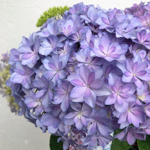 春 初夏植物 紫陽花 かわいい 変わり品種 母の日 アジサイ サラン パープル ５号 Leafs ヤフー店 通販 Yahoo ショッピング