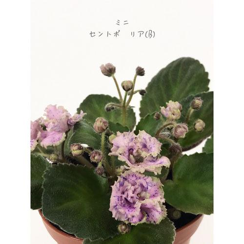 インテリア 室内で育てる花 かわいい 手軽に育成 素材 セントポーリア ミニ ２ ５号 ｂ Leafs ヤフー店 通販 Yahoo ショッピング