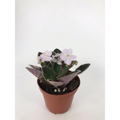 インテリア 室内で育てる花 かわいい 手軽に育成 素材 セントポーリア ミニ ２ ５号 ｅ Leafs ヤフー店 通販 Yahoo ショッピング