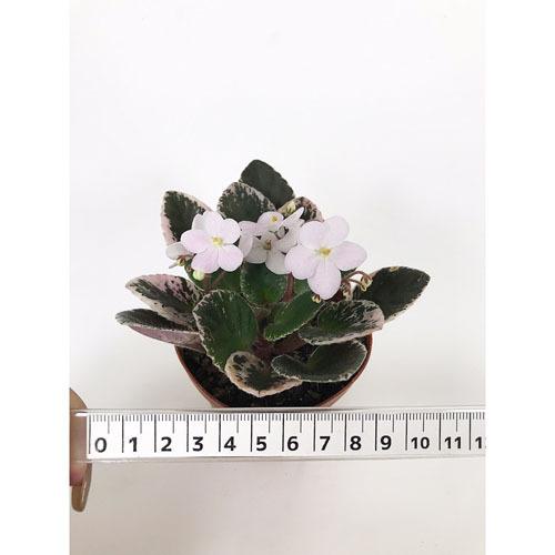 インテリア 室内で育てる花 かわいい 手軽に育成 素材 セントポーリア ミニ ２ ５号 ｅ Leafs ヤフー店 通販 Yahoo ショッピング