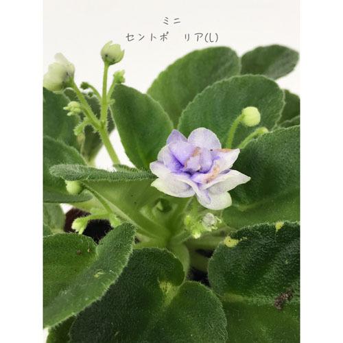 インテリア 室内で育てる花 かわいい 手軽に育成 素材 セントポーリア ミニ ２ ５号 ｋ 5014 Leafs ヤフー店 通販 Yahoo ショッピング