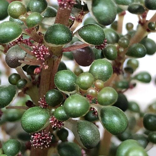 インテリア 観葉植物 室内で育てる花 オシャレ カッコイイ ピレア グロボーサ ３号 Sonicacts Com