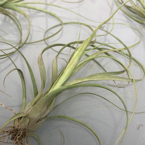 インテリア 観葉植物 エアプランツ パルダリウム テラリウム チランジア バルビシアーナ Leafs ヤフー店 通販 Yahoo ショッピング