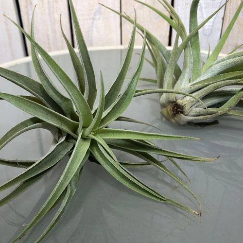 インテリア 観葉植物 エアプランツ パルダリウム テラリウム チランジア カクティコラ Leafs ヤフー店 通販 Yahoo ショッピング