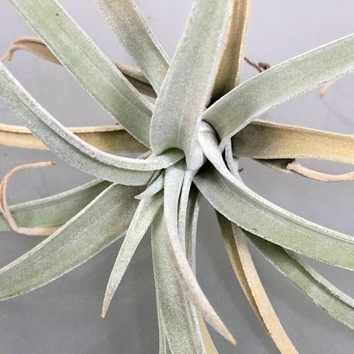 インテリア 観葉植物 エアプランツ パルダリウム テラリウム チランジア ポーリアナ 5014 Leafs ヤフー店 通販 Yahoo ショッピング
