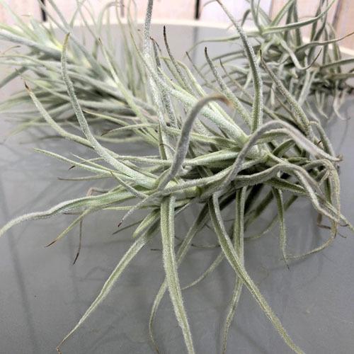 インテリア 観葉植物 エアプランツ パルダリウム テラリウム チランジア パラセアメジャー Leafs ヤフー店 通販 Yahoo ショッピング