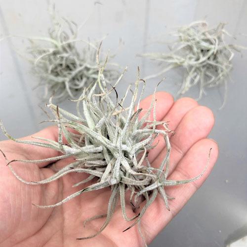 インテリア 観葉植物 エアプランツ パルダリウム テラリウム チランジア シェスゴネンシス クランプ Leafs ヤフー店 通販 Yahoo ショッピング