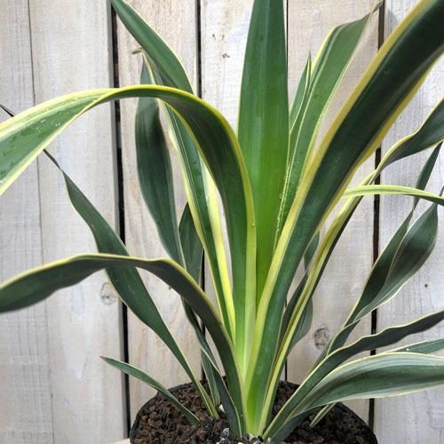 庭木 耐寒性 育てやすい 造園 素材 ユッカ グロリオサ バリエガータ アツバキミガヨラン斑入 ５号 Pixl