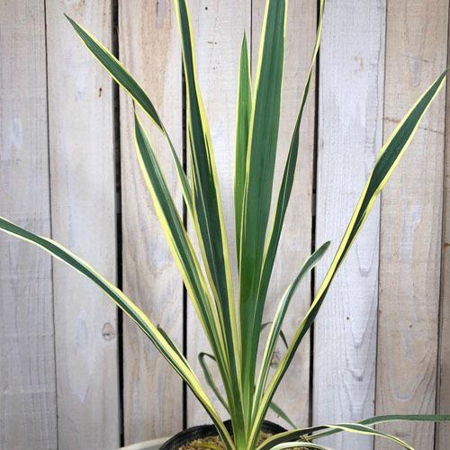 庭木 耐寒性 育てやすい 造園 素材 ユッカ フィラメントーサ ブライトエッジ ５号 Kingsfirearmsandmore Com